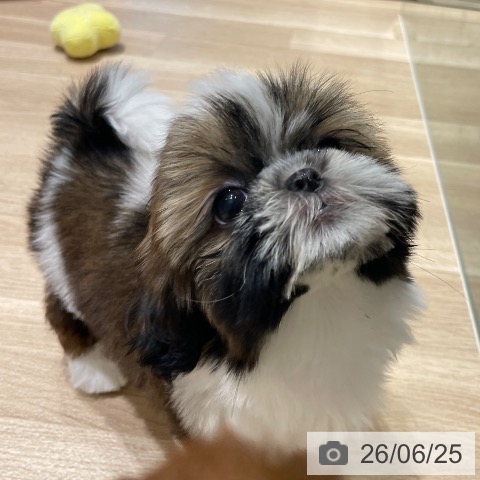 長野県のシーズー (ペットプラス 須坂店/2026年4月22日生まれ/女の子/ゴールドホワイト)の子犬の4枚目の画像