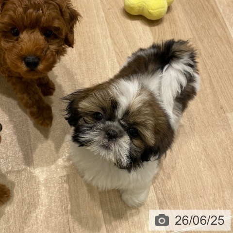 長野県のシーズー (ペットプラス 須坂店/2026年4月22日生まれ/女の子/ゴールドホワイト)の子犬の3枚目の画像
