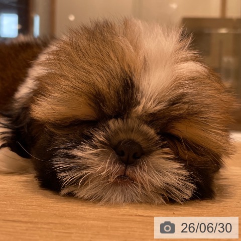 長野県のシーズー (ペットプラス 須坂店/2026年4月22日生まれ/女の子/ゴールドホワイト)の子犬の3枚目の画像