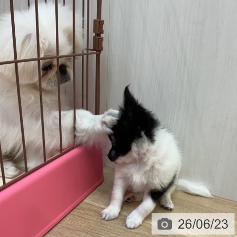 長野県のチワワ(ロング) (ペットプラス 上田店/2026年4月19日生まれ/男の子/ホワイトブラック)の子犬の4枚目の画像