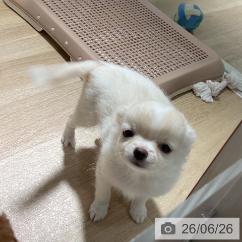 チワワの写真