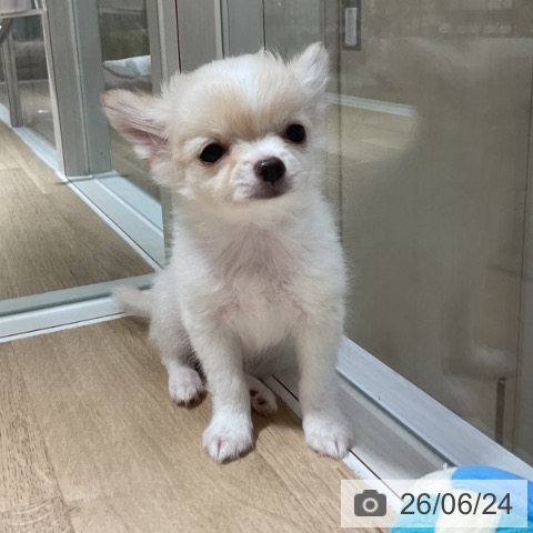 神奈川県のチワワ(ロング) (ペットプラス 湘南平塚店/2026年4月19日生まれ/男の子/クリームホワイト)の子犬の3枚目の画像