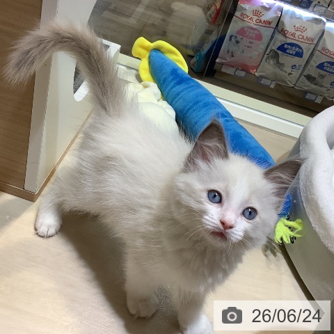 埼玉県のラグドール (ペットプラス クレアモール川越店/2026年4月18日生まれ/男の子/ブルーポイントバイカラー)の子猫の4枚目の画像
