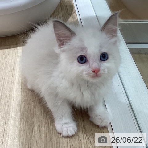 ラグドールの写真
