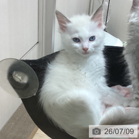 埼玉県のラグドール (ペットプラス ピオニウォーク東松山店/2026年4月18日生まれ/男の子/ブルーポイントバイカラー)の子猫の4枚目の画像