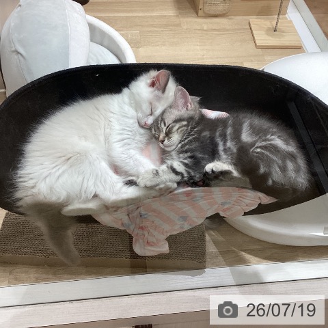 埼玉県のラグドール (ペットプラス ピオニウォーク東松山店/2026年4月18日生まれ/男の子/ブルーポイントバイカラー)の子猫の4枚目の画像
