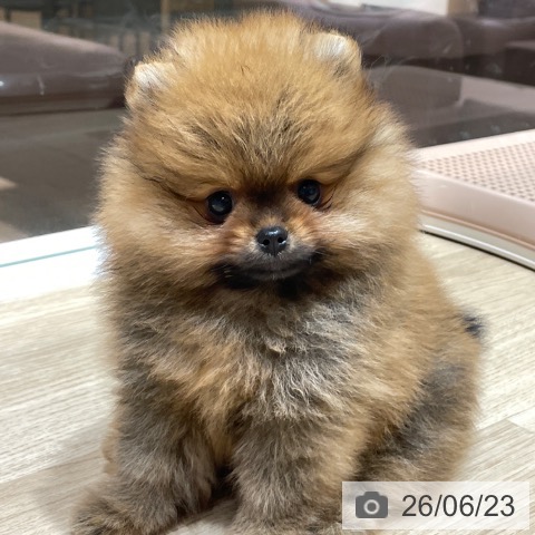 ポメラニアンの写真