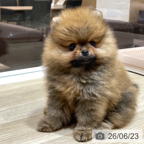 ポメラニアンの写真
