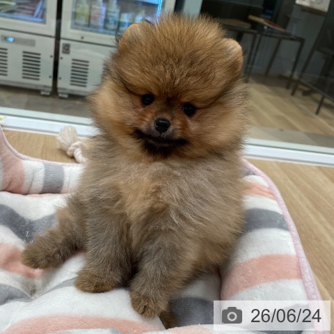 東京都のポメラニアン (ペットプラス 大井町トラックス店/2026年4月22日生まれ/女の子/オレンジ)の子犬の4枚目の画像