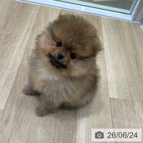 東京都のポメラニアン (ペットプラス 大井町トラックス店/2026年4月22日生まれ/女の子/オレンジ)の子犬の3枚目の画像