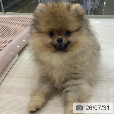 東京都のポメラニアン (ペッツワン 南砂町SUNAMO店/2026年4月22日生まれ/女の子/オレンジ)の子犬の3枚目の画像