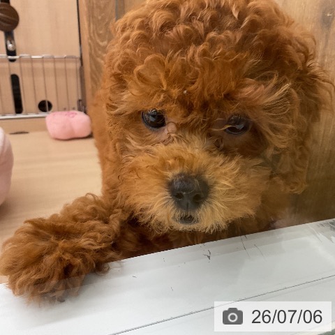 埼玉県のトイプードル(トイ) (ペッツワン 浦和美園店/2026年4月19日生まれ/女の子/レッド)の子犬の3枚目の画像