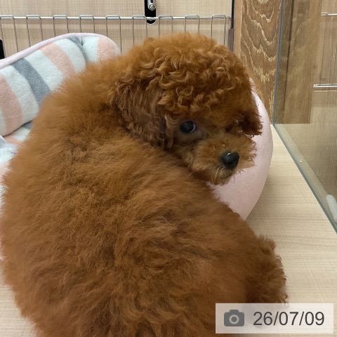 埼玉県のトイプードル(トイ) (ペッツワン 浦和美園店/2026年4月19日生まれ/女の子/レッド)の子犬の3枚目の画像