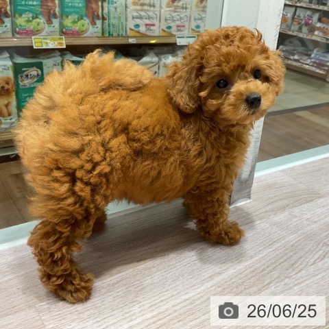 長野県のトイプードル(トイ) (ペットプラス 長野店/2026年4月19日生まれ/女の子/レッド)の子犬の4枚目の画像