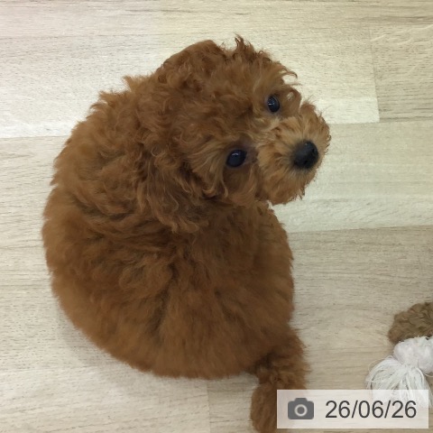 長野県のトイプードル(トイ) (ペットプラス 長野店/2026年4月19日生まれ/女の子/レッド)の子犬の3枚目の画像