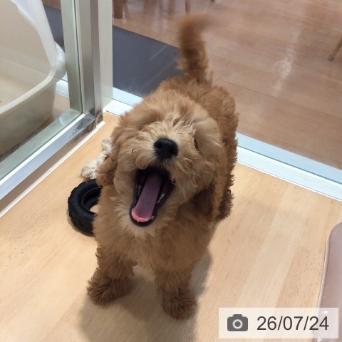 神奈川県のトイプードル(トイ) (ペットプラス 海老名店/2026年4月20日生まれ/男の子/アプリコット)の子犬の4枚目の画像