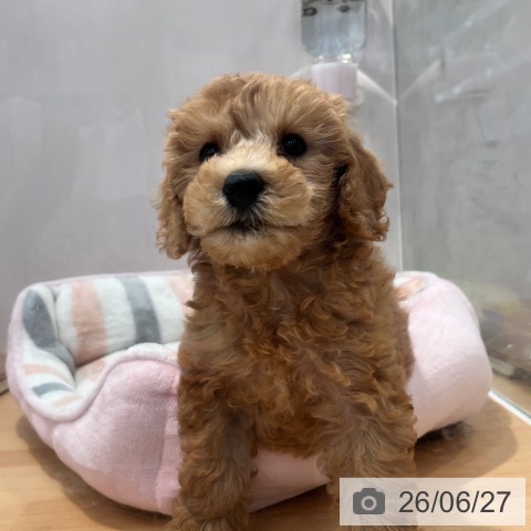神奈川県のトイプードル(トイ) (ペットプラス 海老名店/2026年4月20日生まれ/男の子/アプリコット)の子犬の3枚目の画像