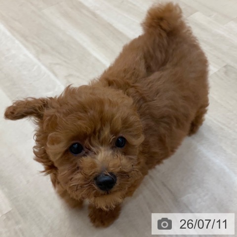 長野県のトイプードル(トイ) (ペットプラス 上田店/2026年4月20日生まれ/男の子/レッド)の子犬の4枚目の画像
