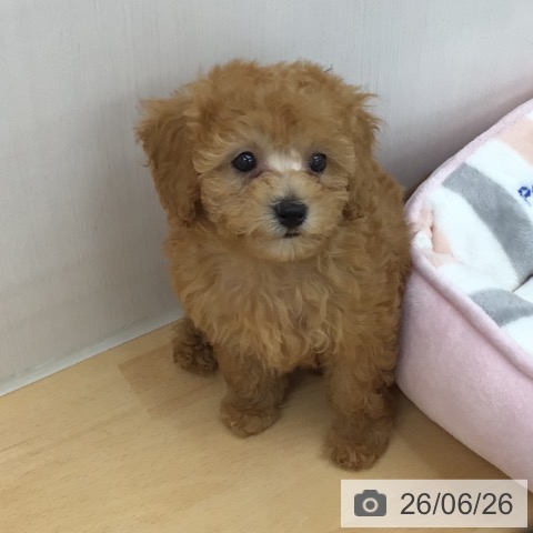 青森県のトイプードル(トイ) (ペットプラス 青森浜田店/2026年4月20日生まれ/女の子/アプリコット)の子犬の4枚目の画像