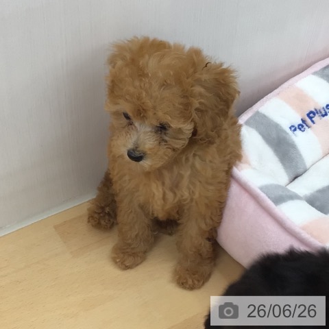 青森県のトイプードル(トイ) (ペットプラス 青森浜田店/2026年4月20日生まれ/女の子/アプリコット)の子犬の3枚目の画像