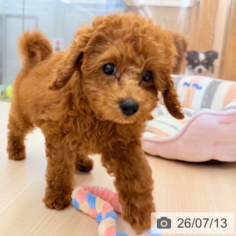 東京都のトイプードル(トイ) (ペッツワン 南砂町SUNAMO店/2026年4月20日生まれ/女の子/レッド)の子犬の4枚目の画像