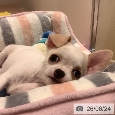 チワワの写真