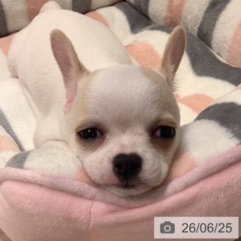 チワワの写真