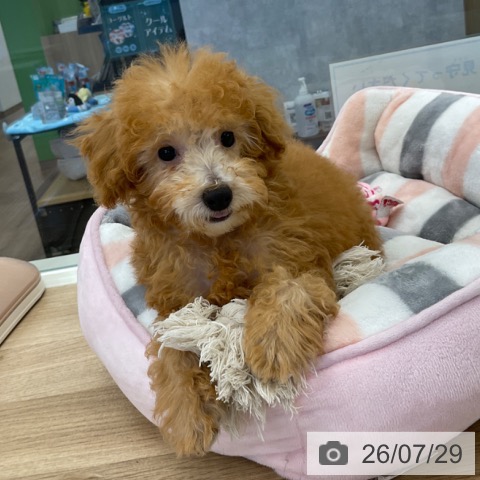 茨城県のトイプードル(トイ) (ペッツワン 阿見店/2026年4月20日生まれ/男の子/アプリコット)の子犬の4枚目の画像