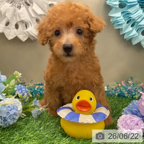 茨城県のトイプードル(トイ) (ペッツワン 阿見店/2026年4月20日生まれ/男の子/アプリコット)の子犬の3枚目の画像