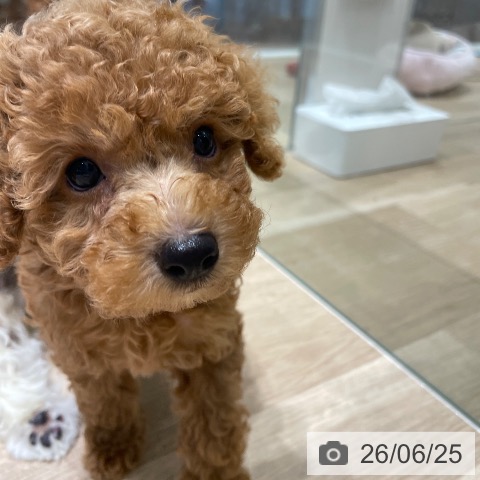 長野県のトイプードル(トイ) (ペットプラス 須坂店/2026年4月20日生まれ/男の子/アプリコット)の子犬の4枚目の画像