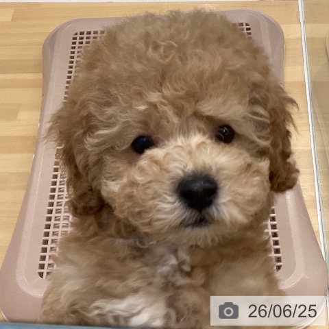 長野県のトイプードル(トイ) (ペットプラス 松本店/2026年4月21日生まれ/男の子/アプリコット)の子犬の4枚目の画像