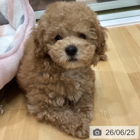 長野県のトイプードル(トイ) (ペットプラス 松本店/2026年4月21日生まれ/男の子/アプリコット)の子犬の3枚目の画像