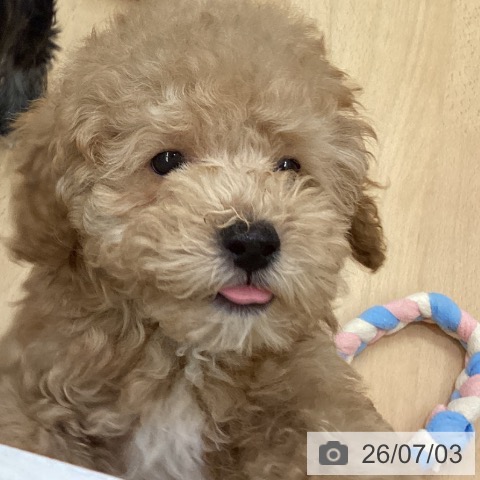 長野県のトイプードル(トイ) (ペットプラス 松本店/2026年4月21日生まれ/男の子/アプリコット)の子犬の4枚目の画像