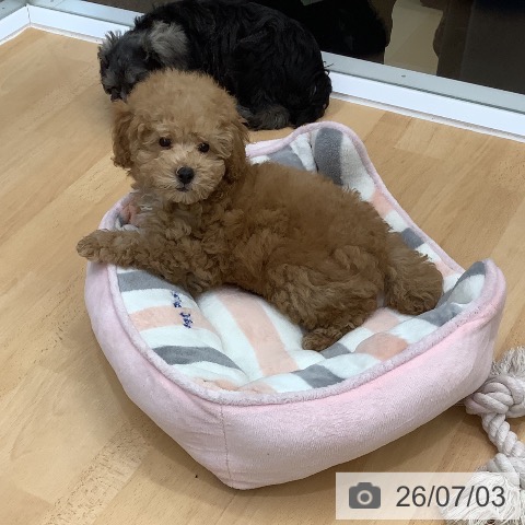 長野県のトイプードル(トイ) (ペットプラス 松本店/2026年4月21日生まれ/男の子/アプリコット)の子犬の3枚目の画像