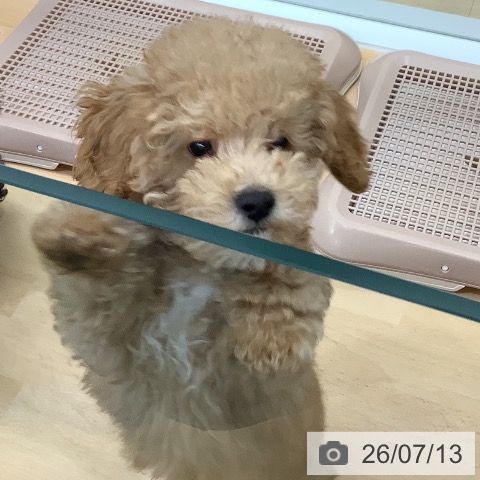長野県のトイプードル(トイ) (ペットプラス 松本店/2026年4月21日生まれ/男の子/アプリコット)の子犬の3枚目の画像