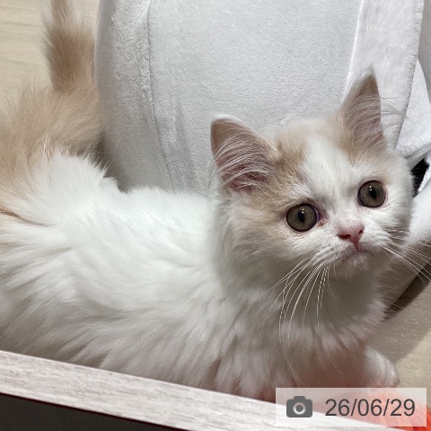 スコティッシュフォールドの写真