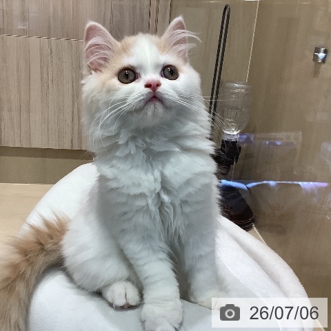 スコティッシュフォールドの写真