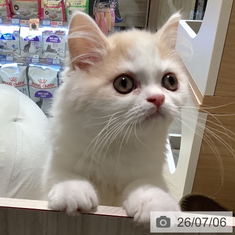 スコティッシュフォールドの写真