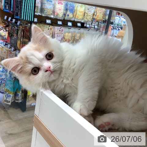 スコティッシュフォールドの写真