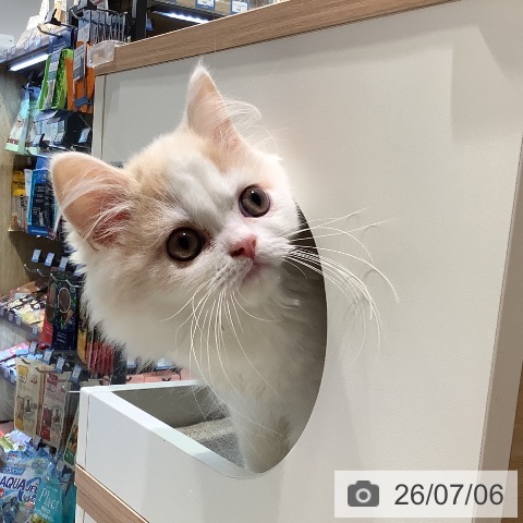 スコティッシュフォールドの写真