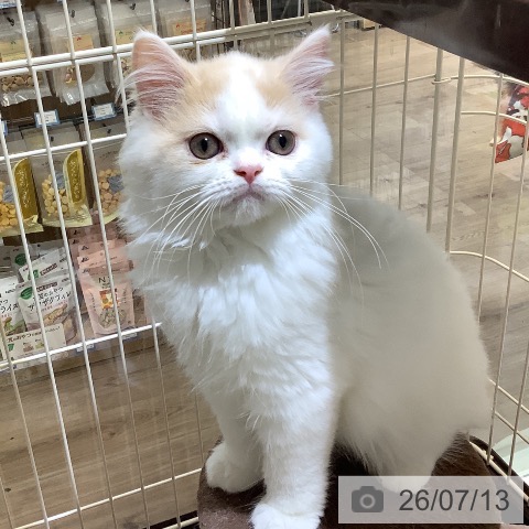 スコティッシュフォールドの写真