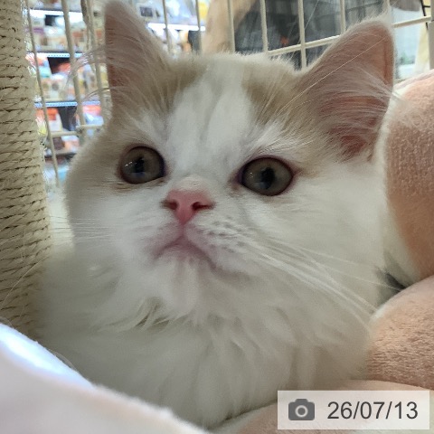スコティッシュフォールドの写真