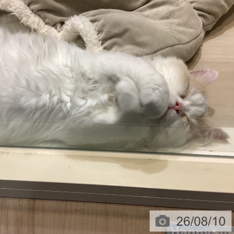 スコティッシュフォールドの写真