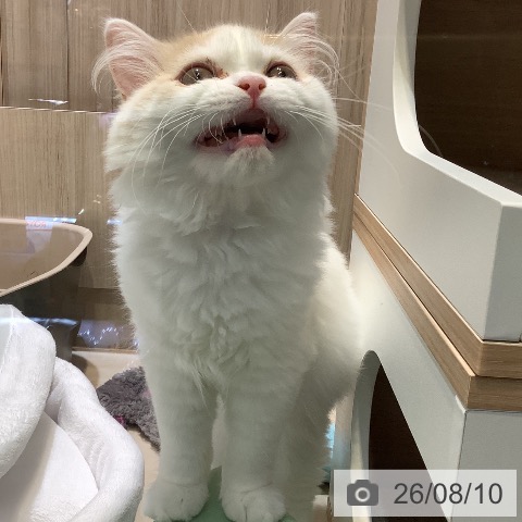 スコティッシュフォールドの写真