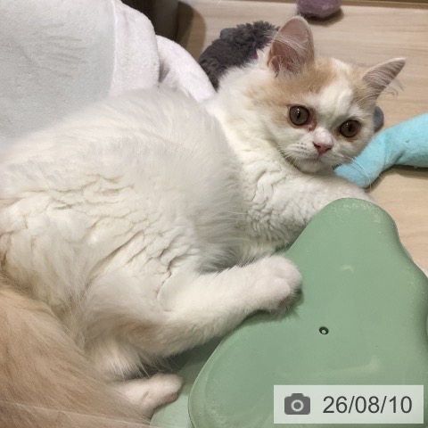 スコティッシュフォールドの写真