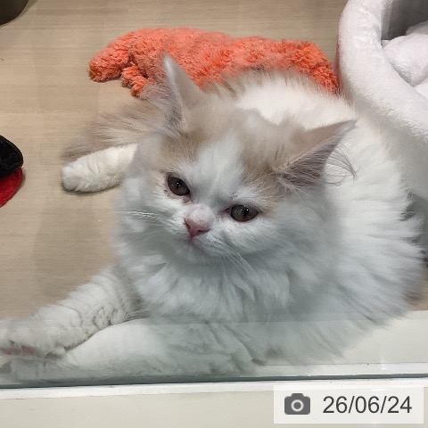 埼玉県のスコティッシュフォールド (ペットプラス クレアモール川越店/2026年4月2日生まれ/男の子/クリームタビーホワイト)の子猫の4枚目の画像