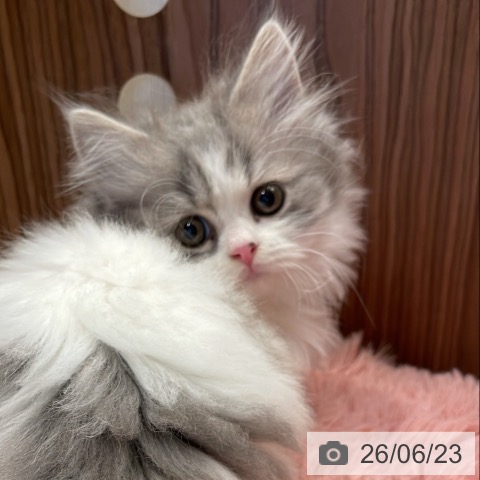 マンチカンの写真