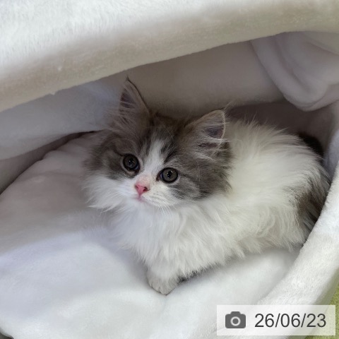 マンチカンの写真