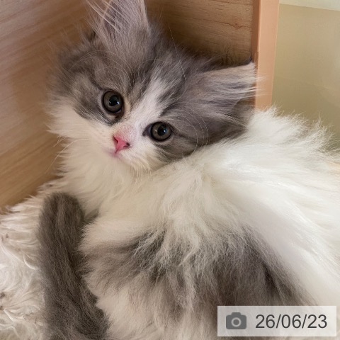 マンチカンの写真