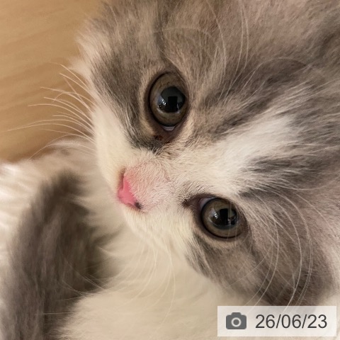 マンチカンの写真